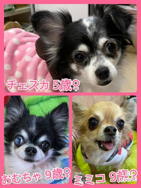 🐾今日の里親様募集中ワンコ🐶メンバーです🐾2022,2,24【保護犬カフェ天神橋店】